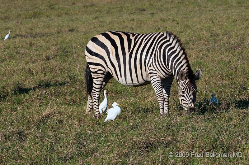 20090616_173121 D300 X1.jpg - Zebras, Selinda Spillway, Botswana